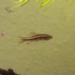 Black Darter Tetra, photo 7