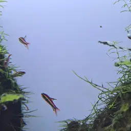 Black Darter Tetra, photo 8