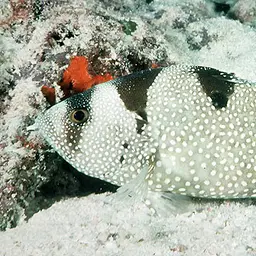 Bearded Soapfish, photo 1