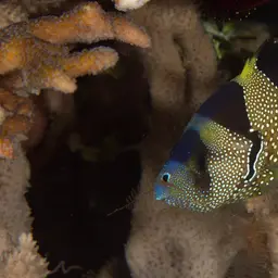 Bearded Soapfish, photo 2