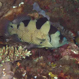 Bearded Soapfish, photo 3