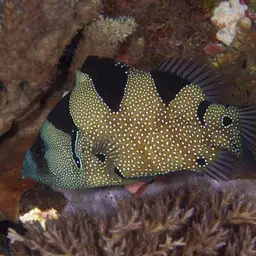 Bearded Soapfish, photo 4