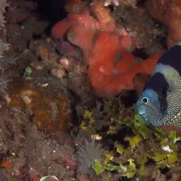 Bearded Soapfish, photo 5