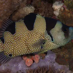Bearded Soapfish, photo 6