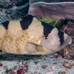 Bearded Soapfish, photo 7