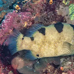 Bearded Soapfish, photo 8