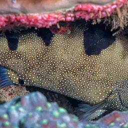 Bearded Soapfish, photo 9
