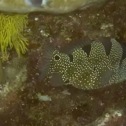 Bearded Soapfish, photo 10