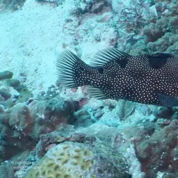 Bearded Soapfish, photo 11
