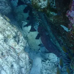 Bearded Soapfish, photo 12