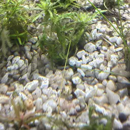 Downoi, photo 2
