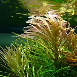 Pogostemon Stellatus