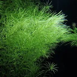 Pogostemon Stellatus, photo 2