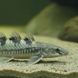 Poll's Bichir