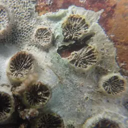 Verrill's Encrusting Cup Coral, photo 1