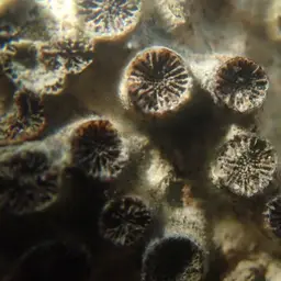 Verrill's Encrusting Cup Coral, photo 2