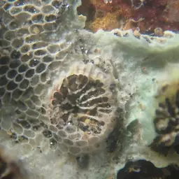 Verrill's Encrusting Cup Coral, photo 3