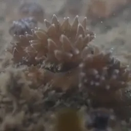 Verrill's Encrusting Cup Coral, photo 4
