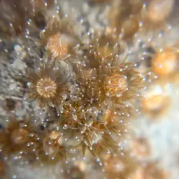 Verrill's Encrusting Cup Coral, photo 5
