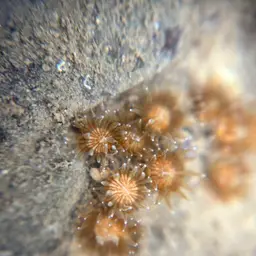 Verrill's Encrusting Cup Coral, photo 6