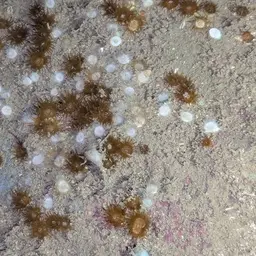 Verrill's Encrusting Cup Coral, photo 8