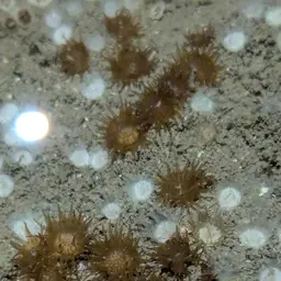 Verrill's Encrusting Cup Coral, photo 9