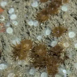 Verrill's Encrusting Cup Coral, photo 10