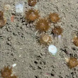 Verrill's Encrusting Cup Coral, photo 11