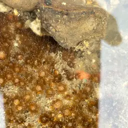 Verrill's Encrusting Cup Coral, photo 12