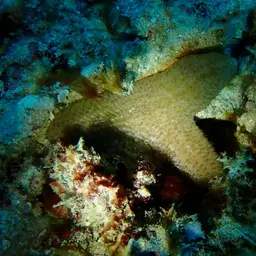 Joker's Boomerang Coral, photo 1