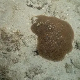 Joker's Boomerang Coral, photo 2