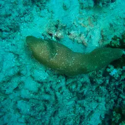 Joker's Boomerang Coral, photo 3