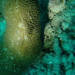Joker's Boomerang Coral, photo 4