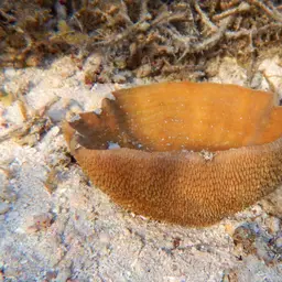 Joker's Boomerang Coral, photo 5