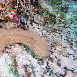 Joker's Boomerang Coral, photo 6