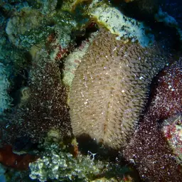 Joker's Boomerang Coral, photo 7
