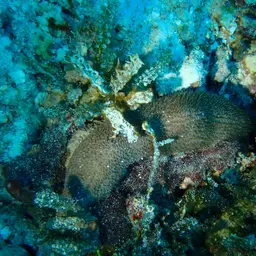 Joker's Boomerang Coral, photo 8