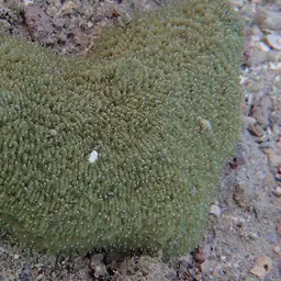 Joker's Boomerang Coral, photo 9