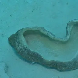 Joker's Boomerang Coral, photo 10