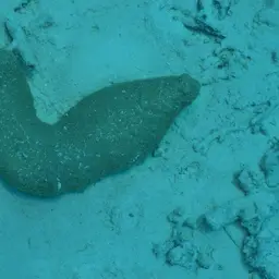 Joker's Boomerang Coral, photo 11