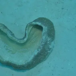 Joker's Boomerang Coral, photo 12