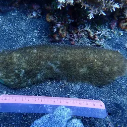 Feather Coral, photo 1