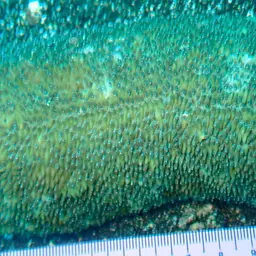 Feather Coral, photo 2