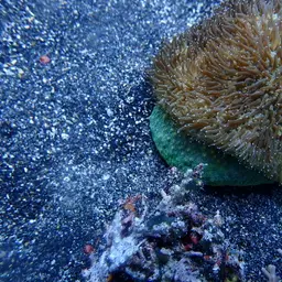 Feather Coral, photo 3