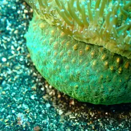 Feather Coral, photo 4