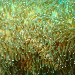 Feather Coral, photo 5