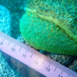 Feather Coral, photo 6
