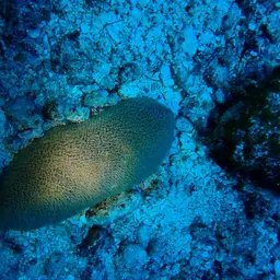 Feather Coral, photo 7
