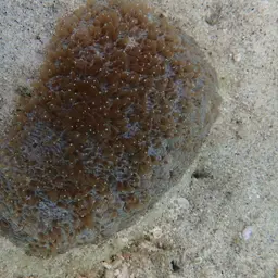 Feather Coral, photo 8