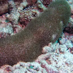 Feather Coral, photo 10